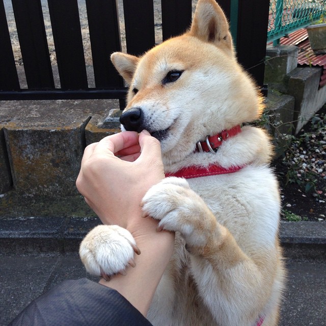 开云足球直播-丹麦斩落喀麦隆，阿劳霍成为关键先生